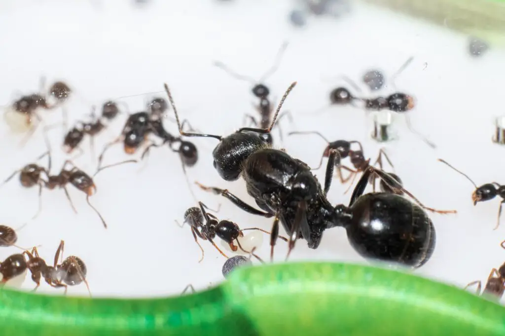 queen ant