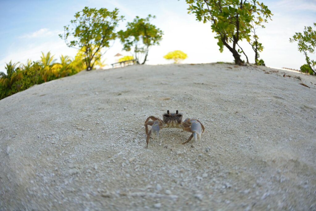 crab at beach