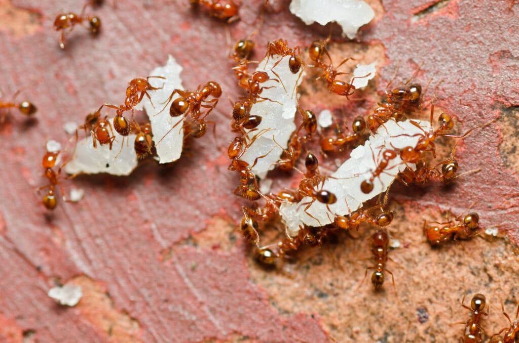 fire ants eating