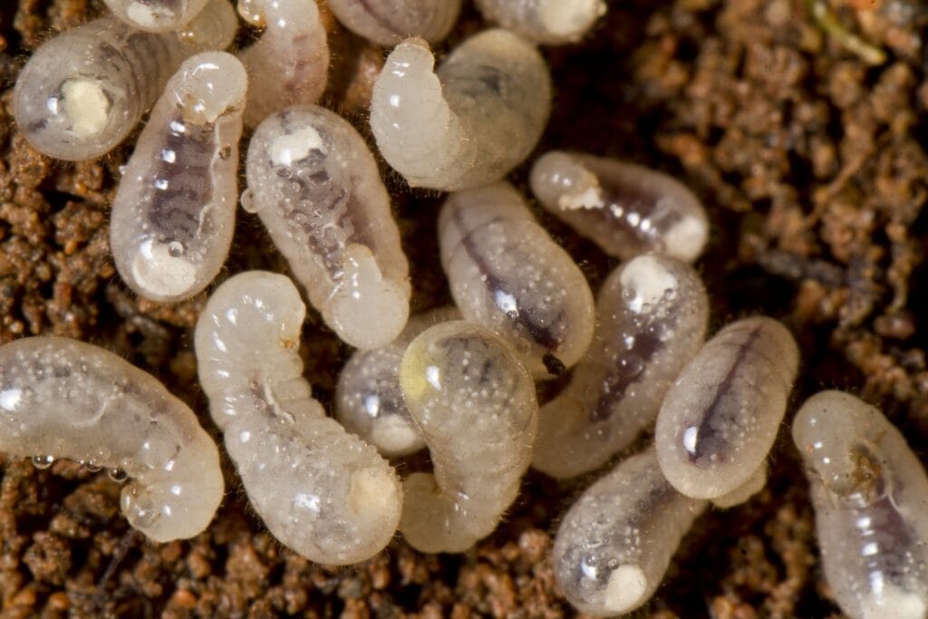 baby ant larvae