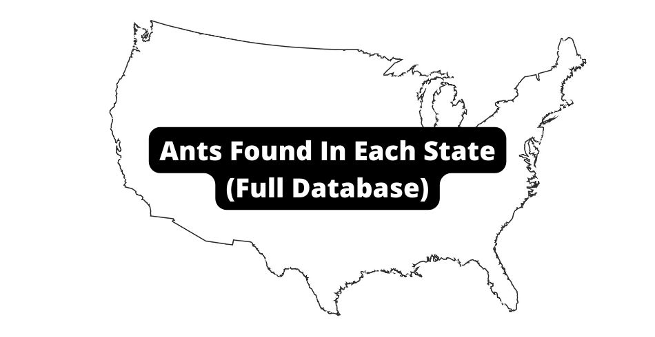 American Ants Types of Ants in America Map