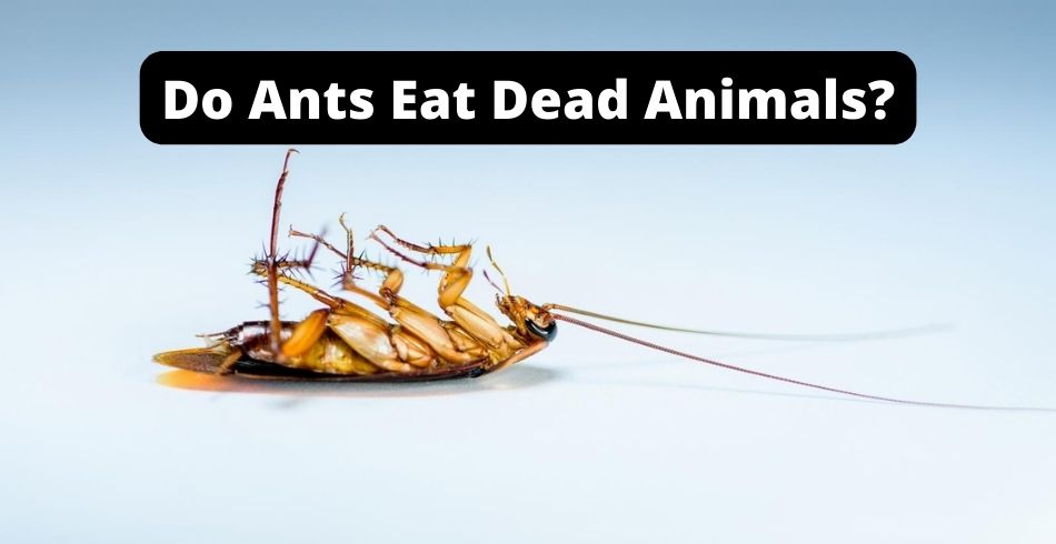 Do ants eat dead animals