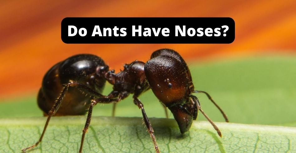 Do Ants Have Noses