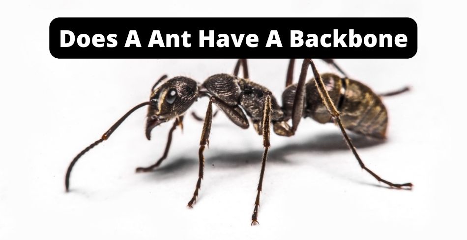 Does A Ant Have A Backbone