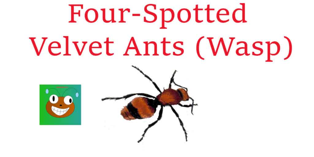 Four-Spotted Velvet Ants