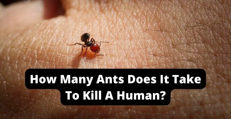 how many ants does it take to kill a human