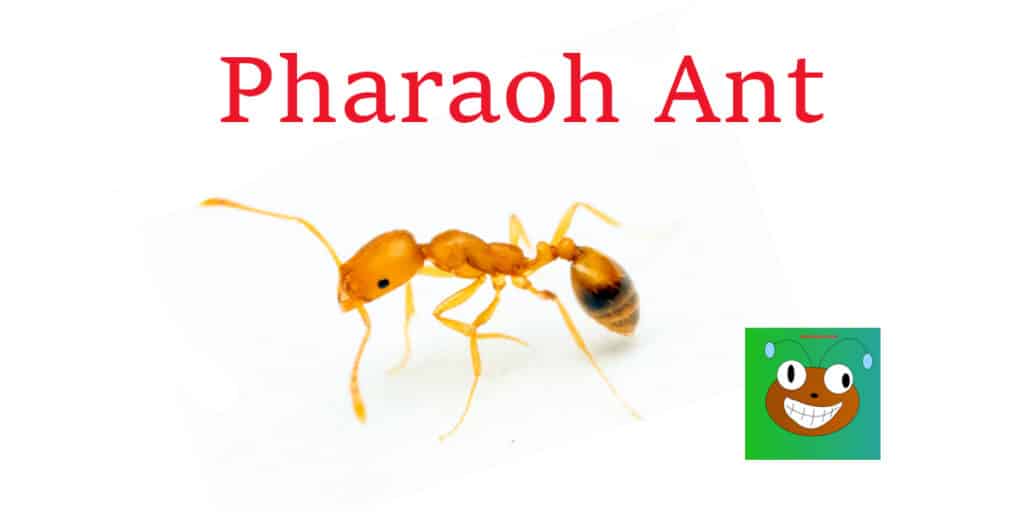 Pharaoh-Ant
