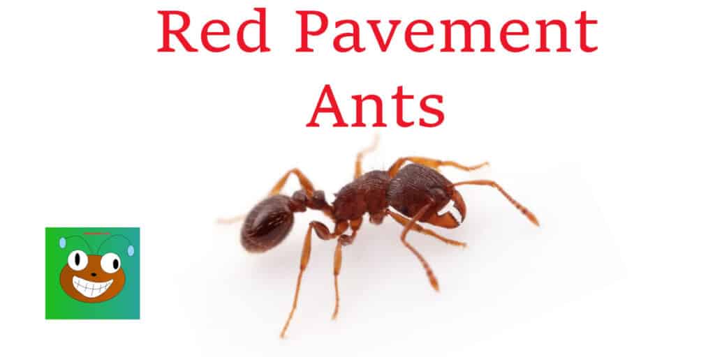 Red Pavement Ant