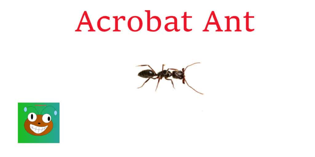 acrobat-ant