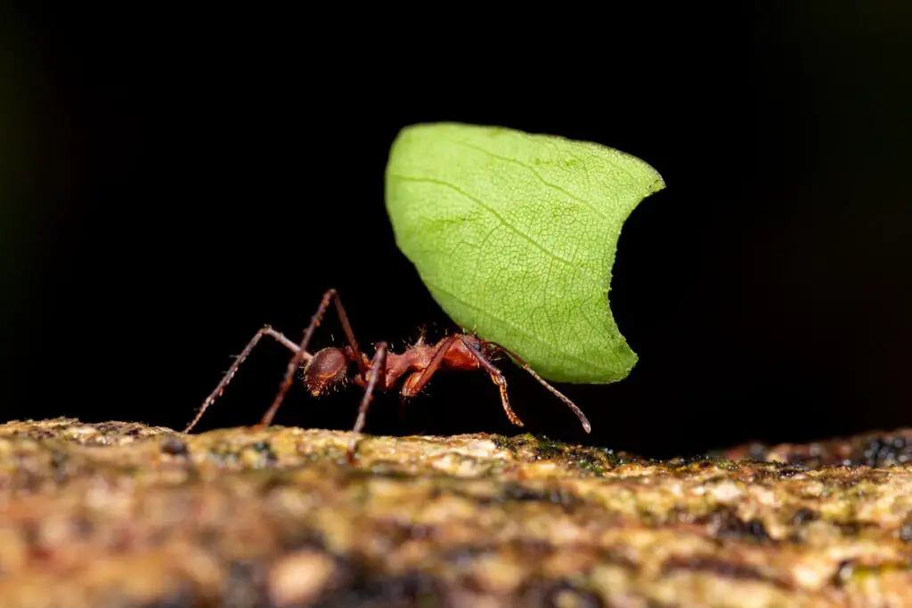 ant carrying leaf