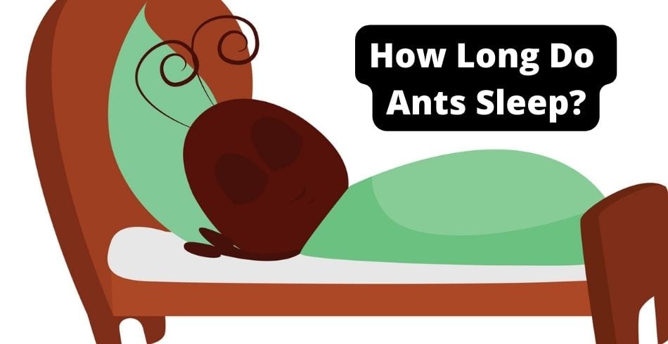 how long do ants sleep