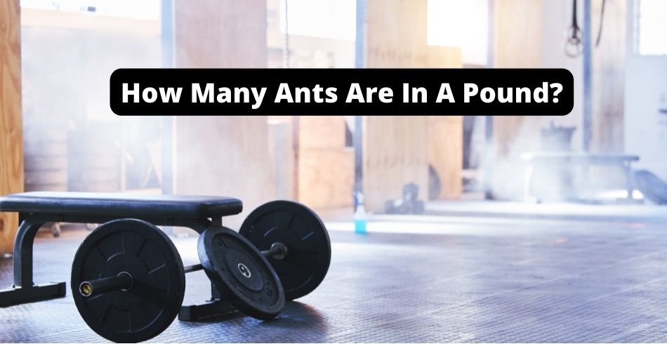how many ants are in a pound