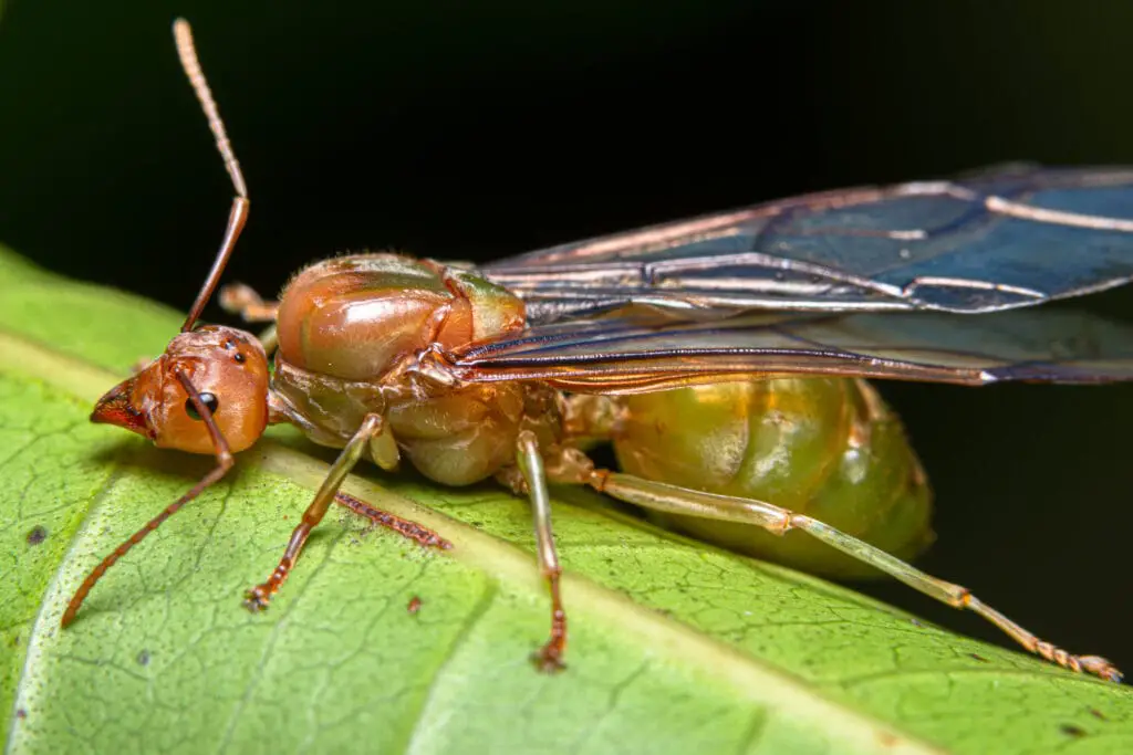 queen ant oecophylla smaragdina