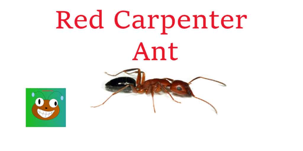 red carpenter ant