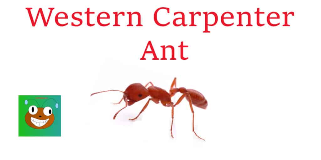 western carpenter ant