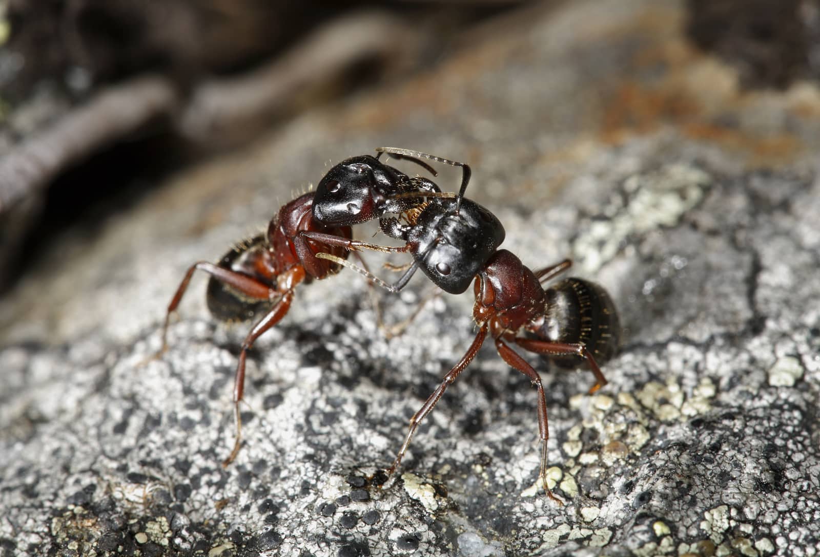 Carpenter Ants Vs Black Ants What Is The Difference The Ant Keeper   12922606 Carpenter Ants Camponotus Herculeanus 