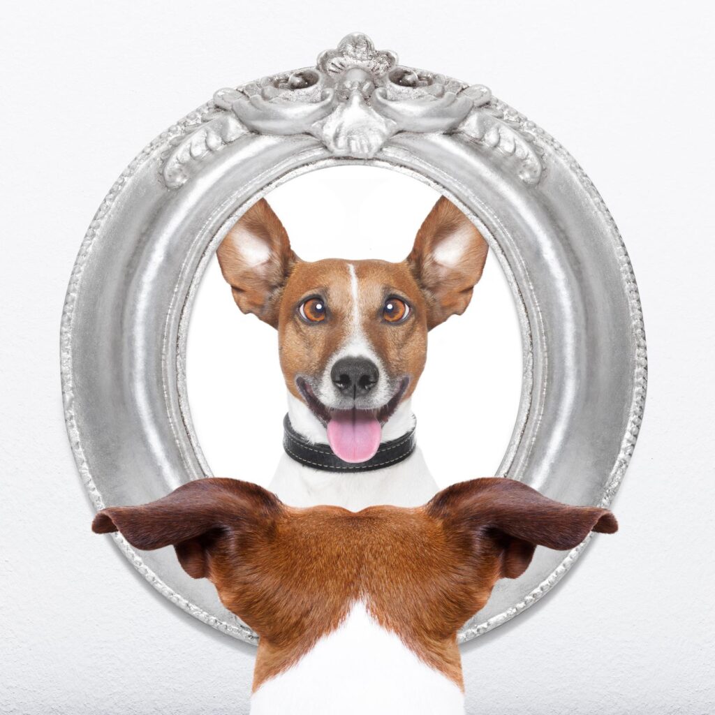 dog at mirror