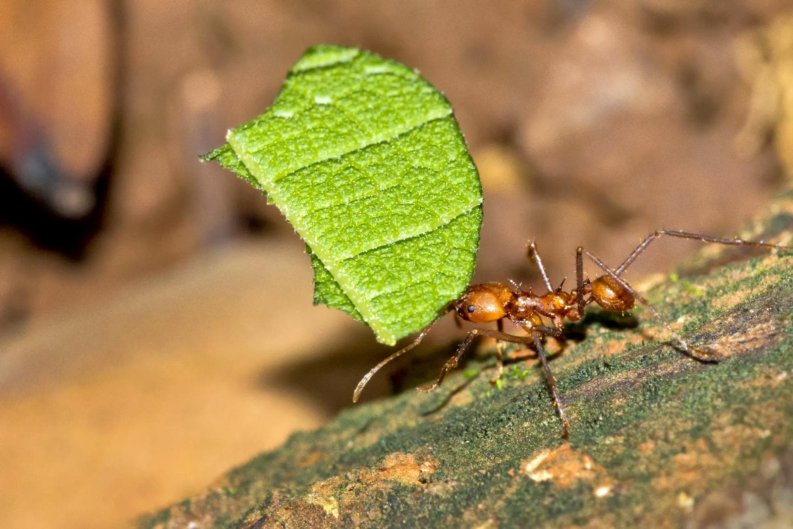 Anatomy 101: Ants Body Parts » The Ant-Keeper