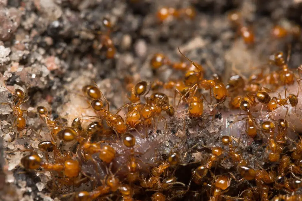 ant colony roaming around