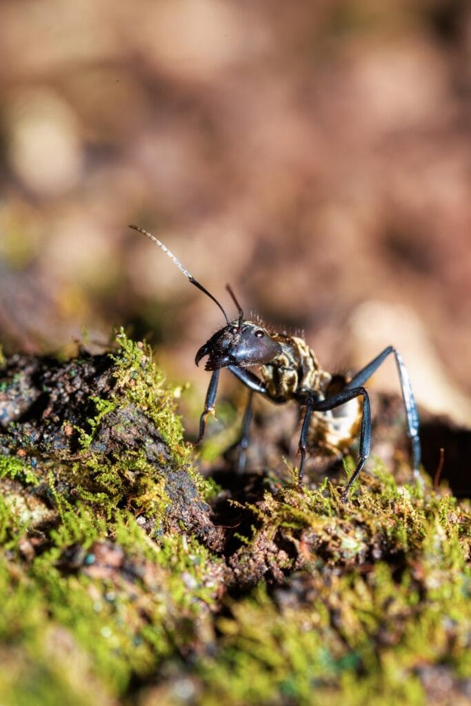 another picture of a carpenter ant