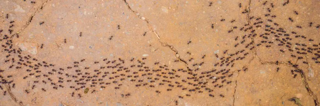 pavement ants running around outside