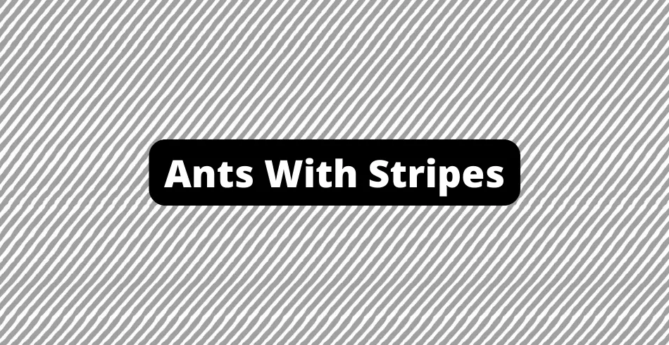 Ants With Stripes