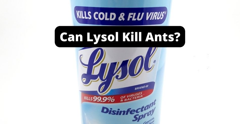 Can Lysol Kill Ants