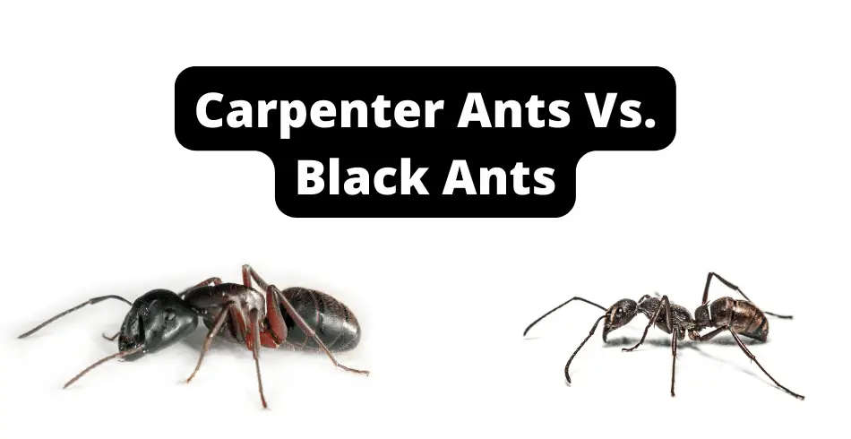 Carpenter Ants vs. Black Ants