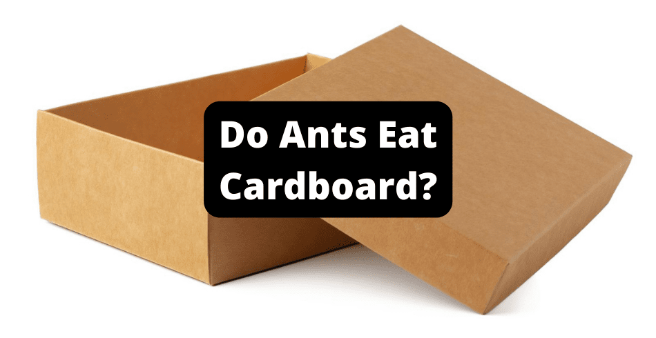 Do Ants Eat Cardboard