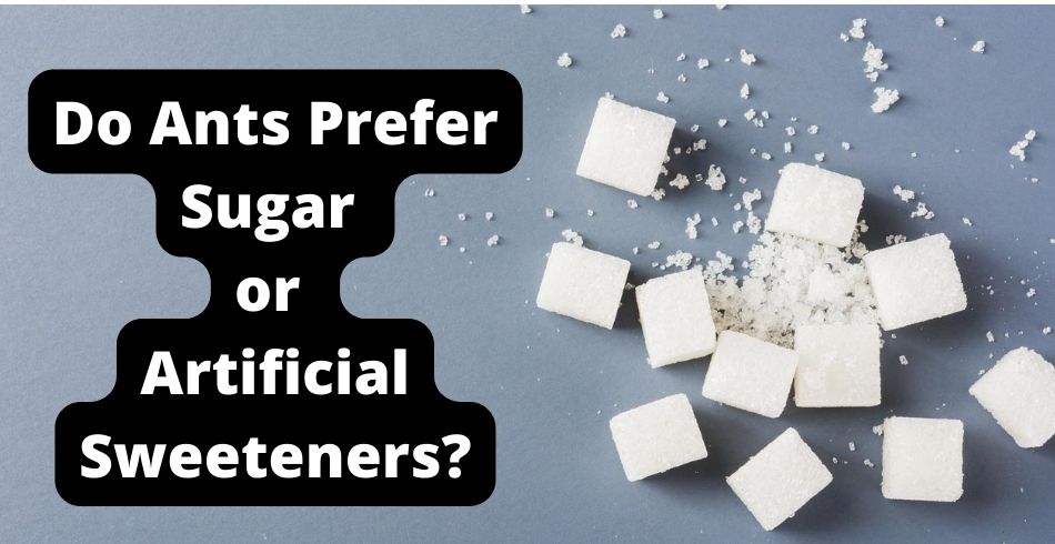 Do Ants Prefer Sugar or artificial sweeteners