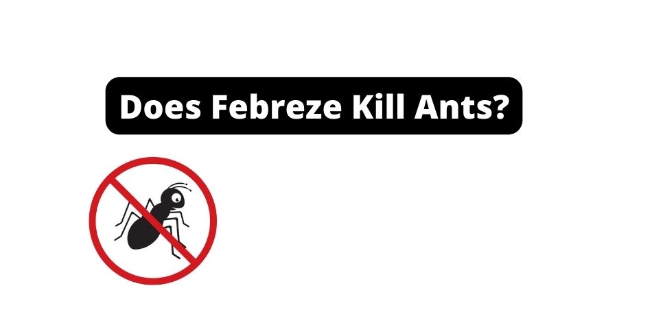 Does Febreze Kill Ants