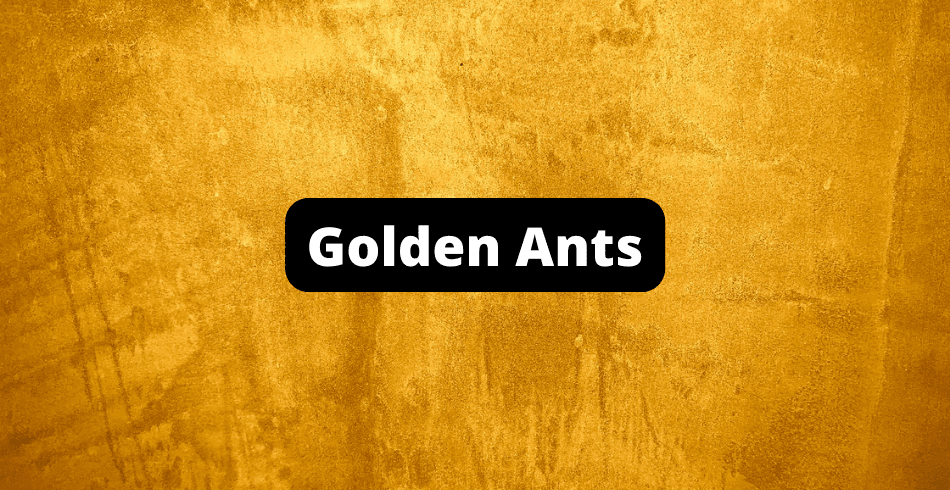 Golden Ants