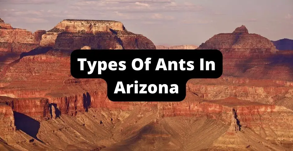 Types of Ants in Arizona