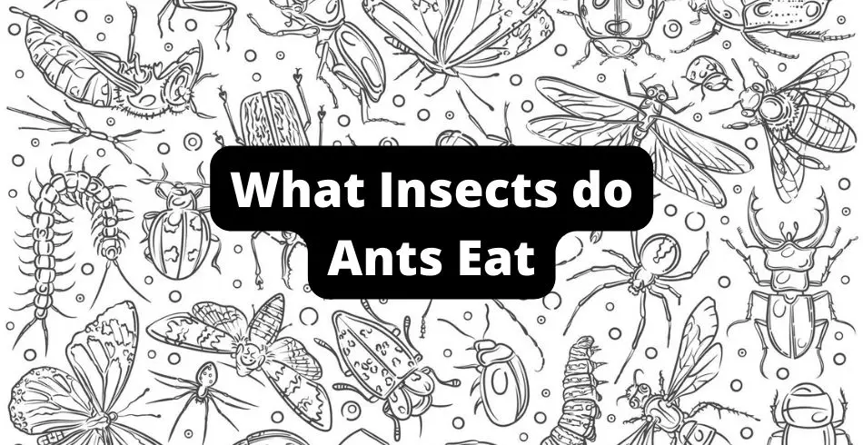 what insects do ants eat