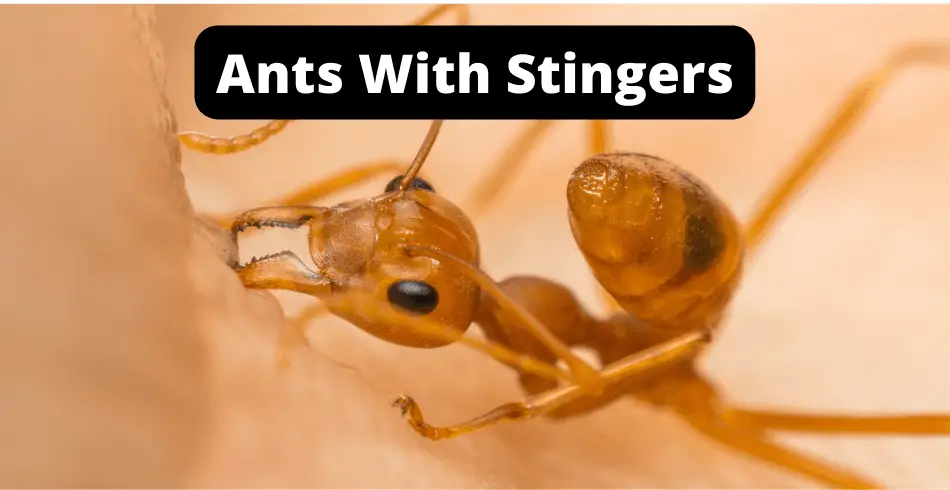 ants with stingers
