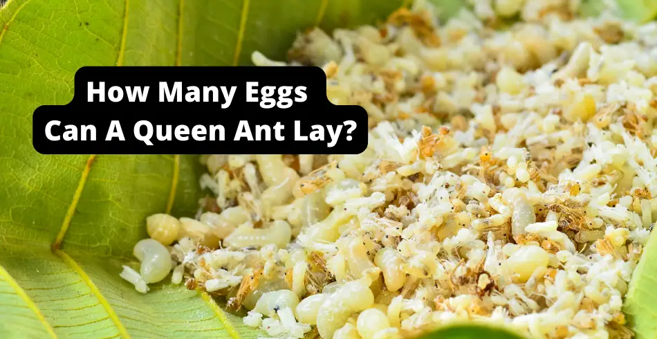 how many eggs can a queen ant lay