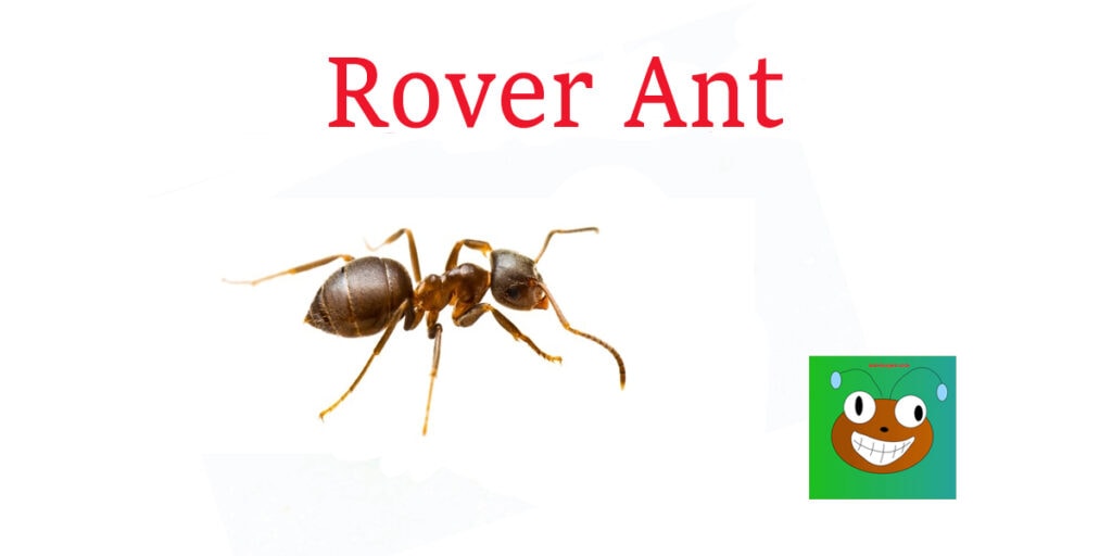 rover ant