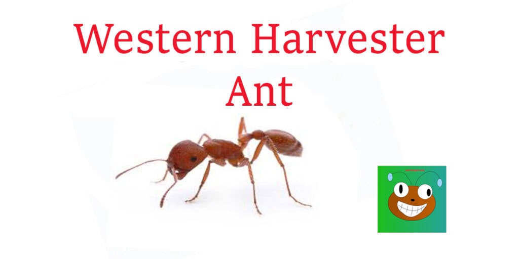 western harvester ant