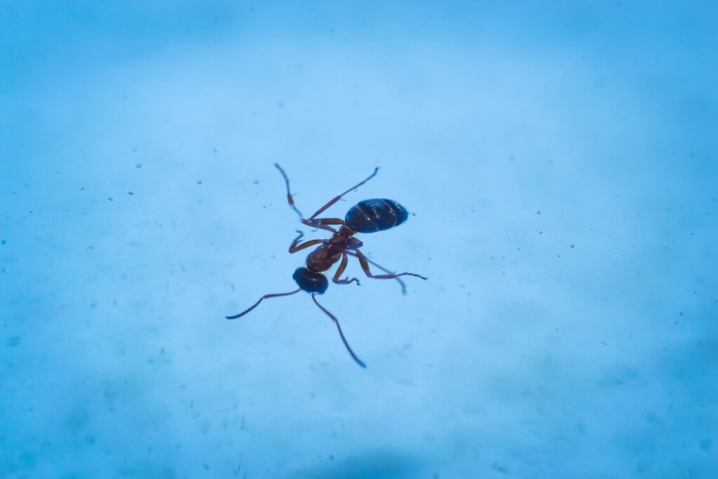 ant in the water