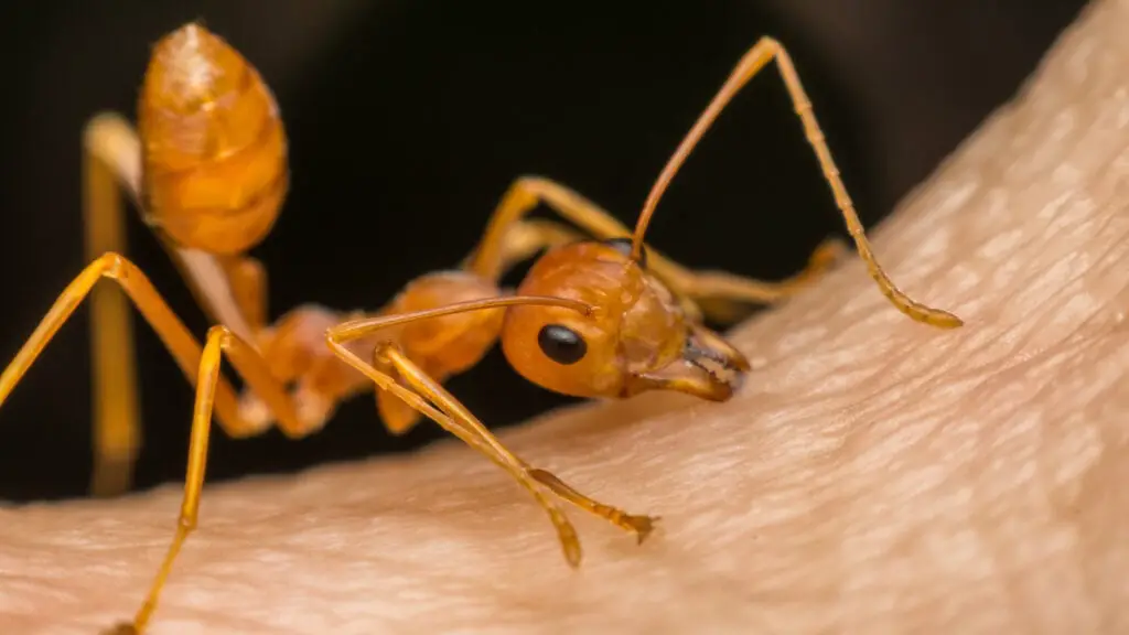 an ant biting