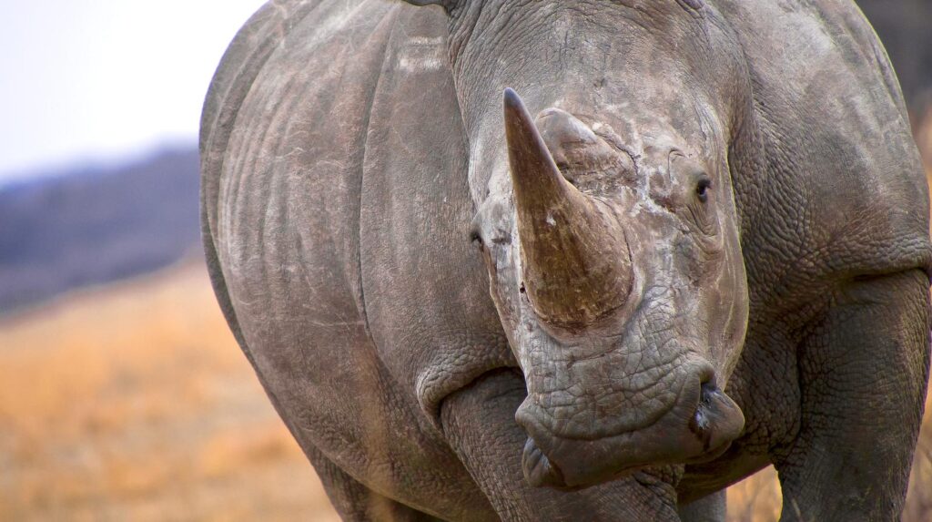 big animal (rhino)
