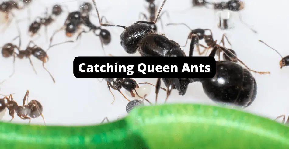 a how to guide to find and catch a queen ant for your ant farm