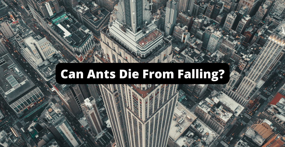 Can Ants Die From Falling