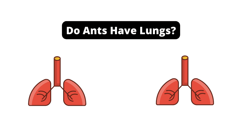Do Ants Have Lungs
