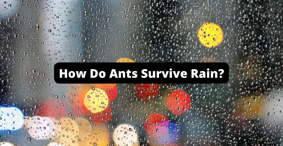 how do ants survive the rain