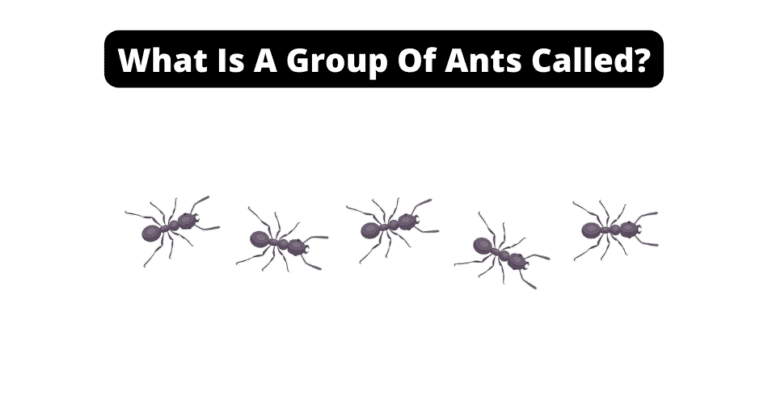 what-is-a-group-of-ants-called-what-we-found-the-ant-keeper