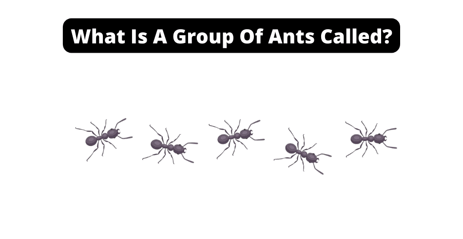 What Is A Group of Ants Called