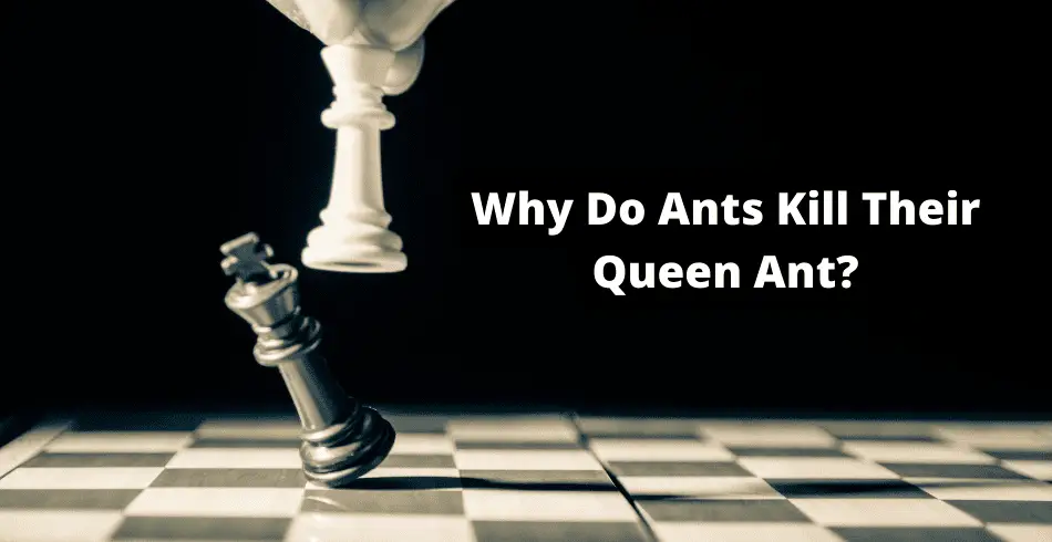 why do ants kill their queen ant