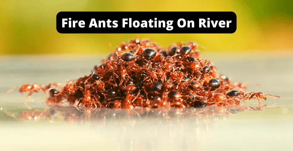 fire ants floating on river
