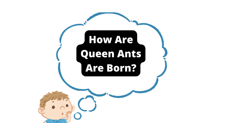 how queen ants are born